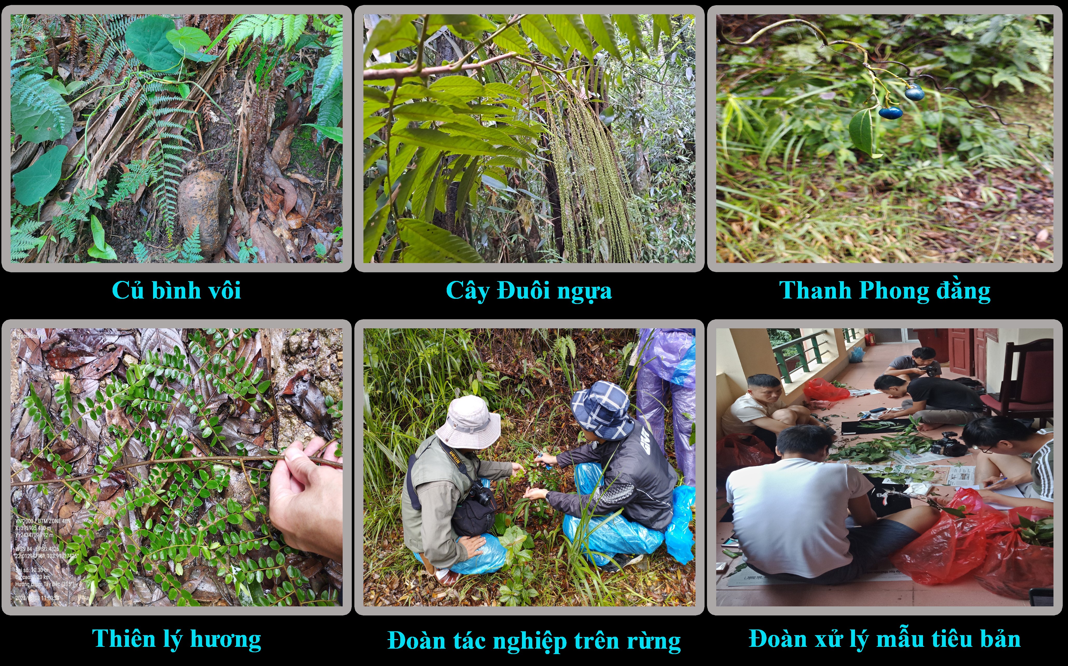 Không có ảnh